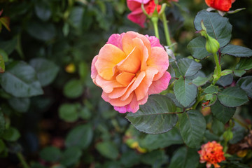 Rio Samba Rose