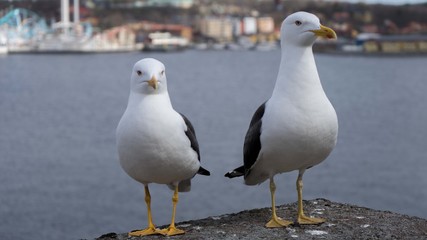 Möwen