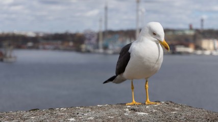 Möwe