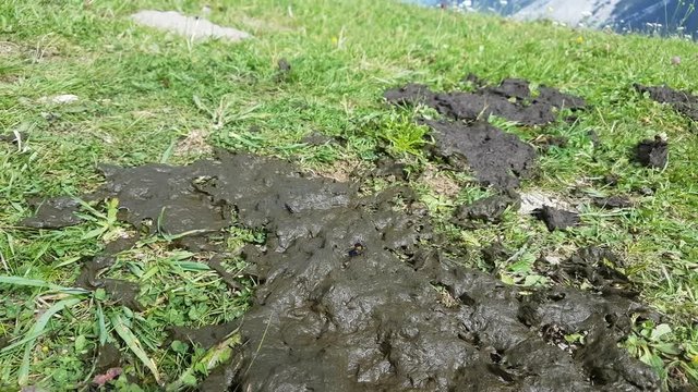 feces on the grass and fly resting on it

