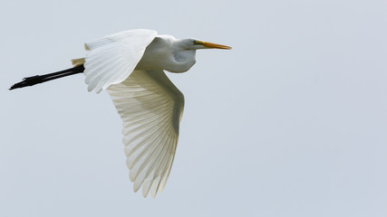 Great Egret in Flight