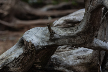 Driftwood on a beach