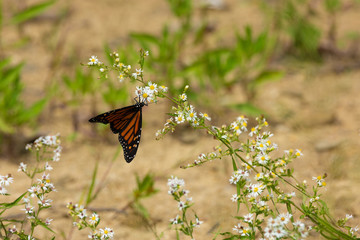 Monarch Butterfly on White Wildflower.