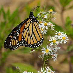 Monarch Butterfly on White Wildflower.