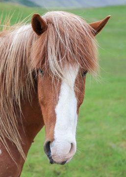 Portrait photo of hairy brown horse with white vertical stripe on the head.