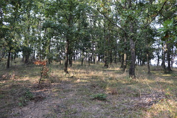 a walk in the forest
