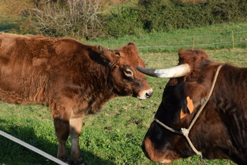 Vacas