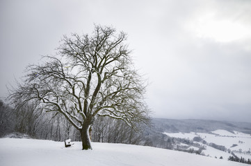 Fototapeta na wymiar Big snowy tree on a hilltop