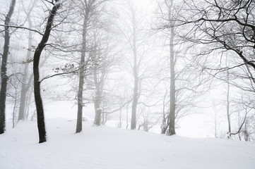 Fototapeta na wymiar Blizzard through a snowy forest