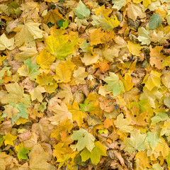 Naklejka na ściany i meble Closeup of colorful yellow, orange dried maple leaves on the ground. Autumn in the park.