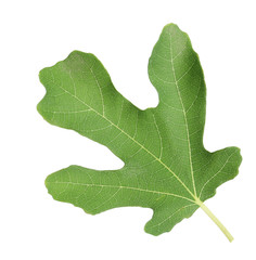 Lush leaf of fig tree on white background