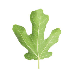 Lush leaf of fig tree on white background