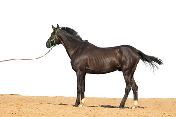 Horse jumps on sand on a white background
