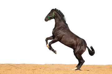 Brown and red horse jumps on sand on a white background