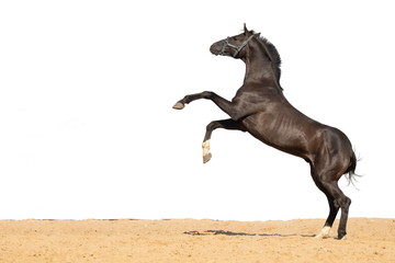 Brown horse jumps on sand on a white background