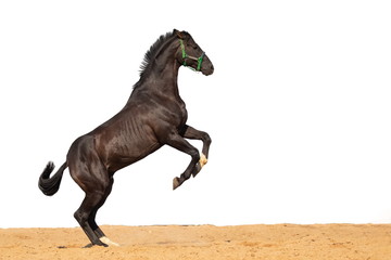 Brown horse jumps on sand on a white background