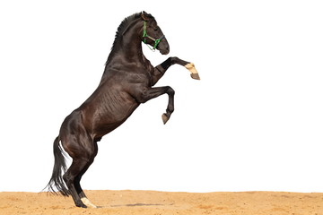 Brown and red horse jumps on sand on a white background