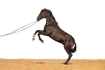 Brown and red horse jumps on sand on a white background