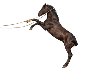 Horse jumps on sand on a white background
