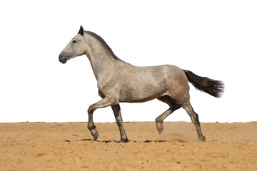 Grey foal horse jumps on sand on a white background