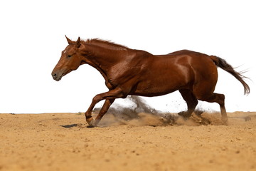Brown and red horse galloping on sand on a white background, without people.