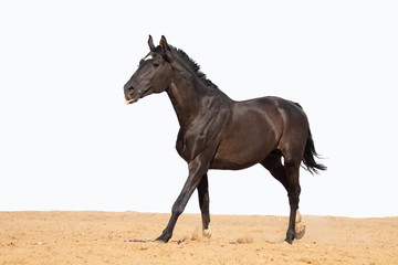 Brown and red horse jumps on sand on a white background