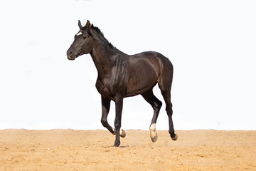 Brown and red horse jumps on sand on a white background