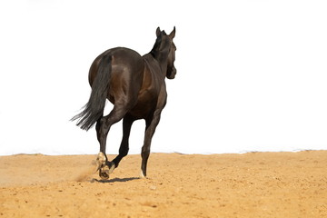 Brown and red horse jumps on sand on a white background