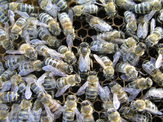Mistress bee colonies. Queen bee is larger than worker bee. Queen bee surrounded by her workers. Bees inside beehive with queen bee in middle. Errors in the breeding of queen bees.