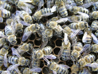 Mistress bee colonies. Queen bee is larger than worker bee. Queen bee surrounded by her workers. Bees inside beehive with queen bee in middle. Errors in the breeding of queen bees.