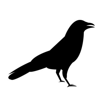 Black crow raven silhouette, isolated on white background