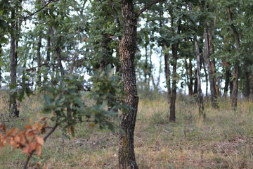 a walk in the forest