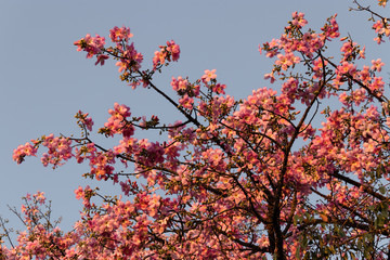 Purple Ceiba flower in sky background.