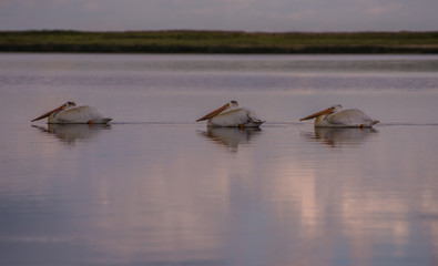 Pelicans in a row