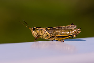Grasshopper