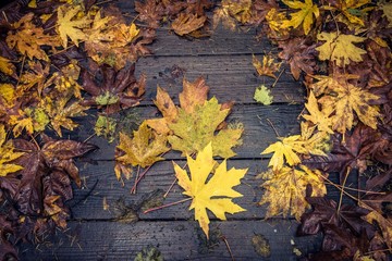 Colorful fallen leaves on a boardwalk