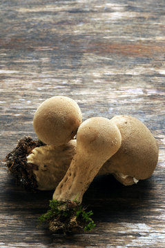 Lycoperdon perlatum Vescia warted puffball ft71090020 Flaschen-St&auml;ubling pedo de lobo 網狀馬勃 Vesse-de-loup perl&eacute;e Tikvasta puhara Дождевик шиповатый