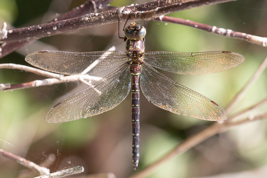 Detailed Image of a Dragonfly