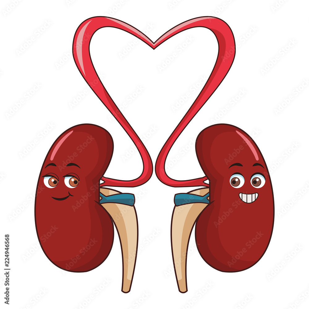 Canvas Prints Kidneys funny cartoon