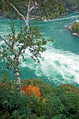 Niagara Whirlpool and Birch Tree