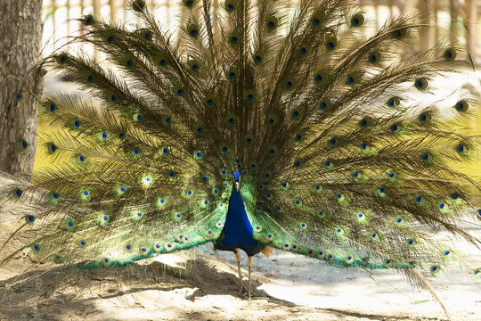Male peacock with outstretched wings in his bridal courtship.