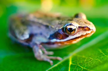 frog on a leaf