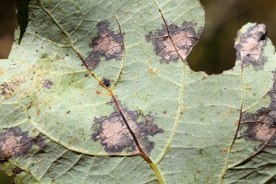 Juvenile leaf of Populus tremula or aspen with black large spots caused by phytopathogenic fungus