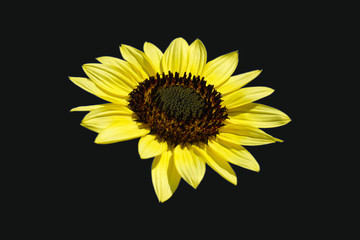 Fototapeta premium Sunflower head flower isolated on black background