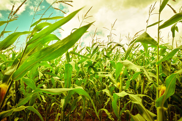 Obraz premium corn field