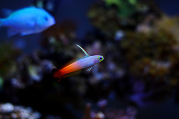 Firefish goby (Nemateleotris magnifica)  