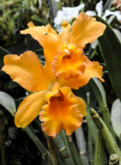 Fototapeta premium Amazing beauty orchid