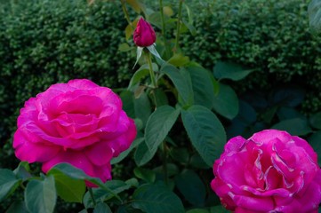 薔薇、蕾と最盛期と衰え