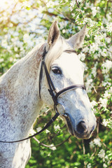 Fototapeta premium portrait of a horse