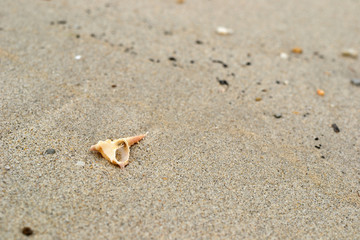 Small cockleshell on the sand